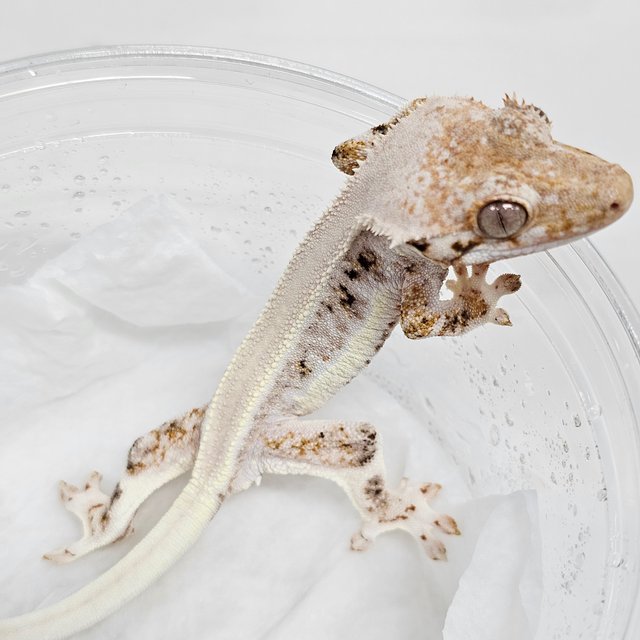 Lilly White