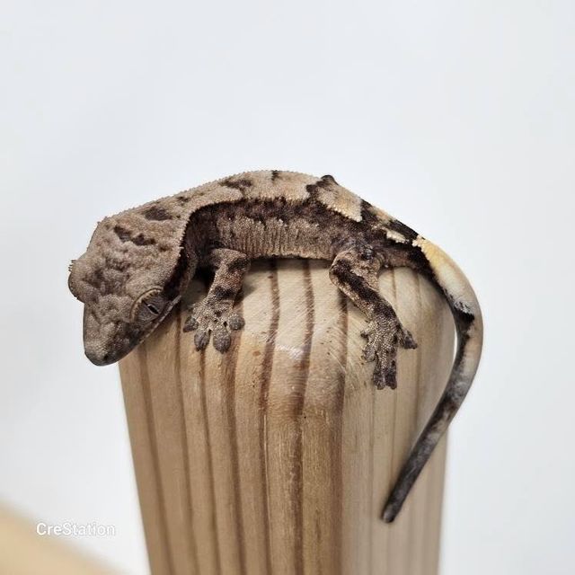노멀