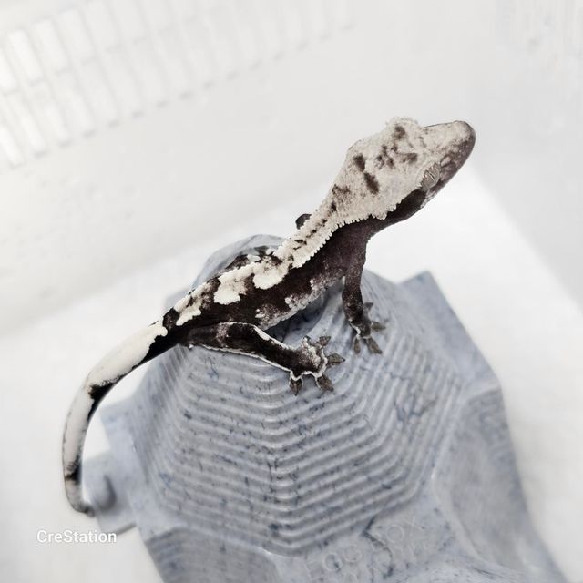 아잔틱