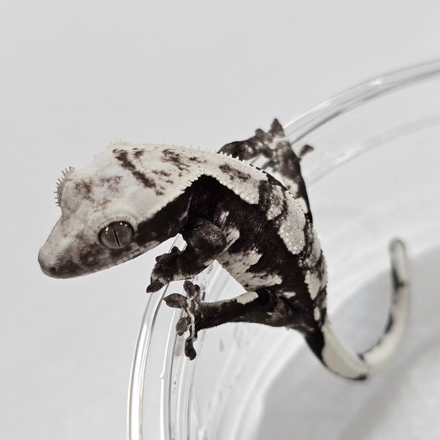 Axanthic