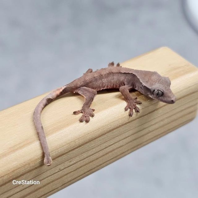 초초
