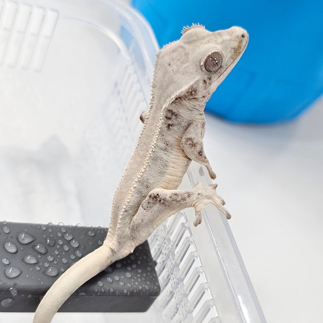 초초 릴리화이트