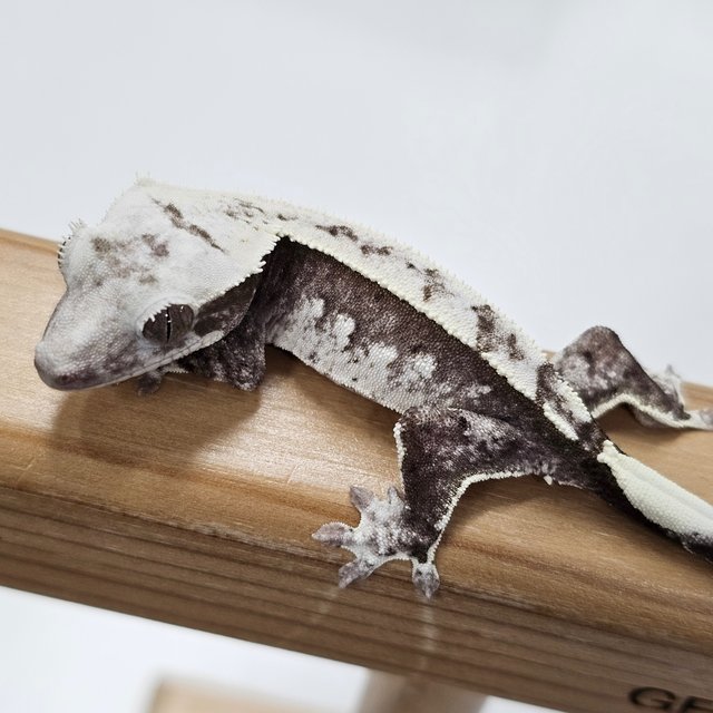Axanthic