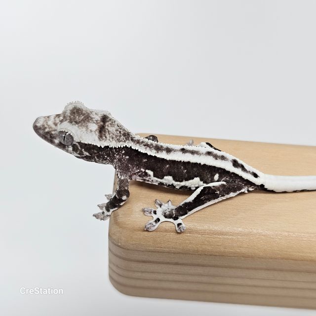 릴잔틱