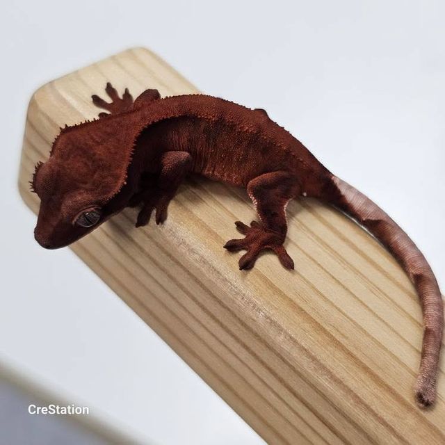 초초