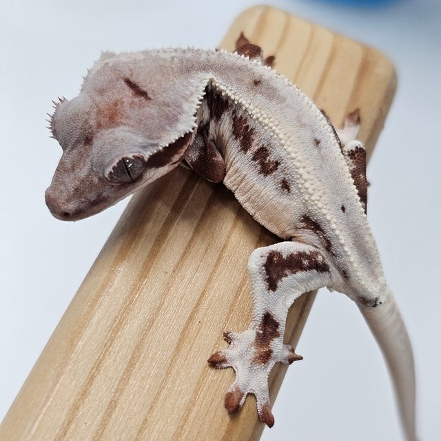 초초 릴리화이트