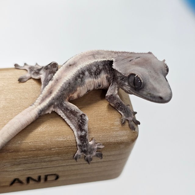 초초 릴리화이트