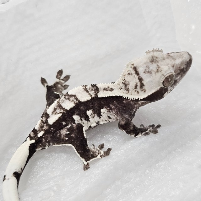 Axanthic