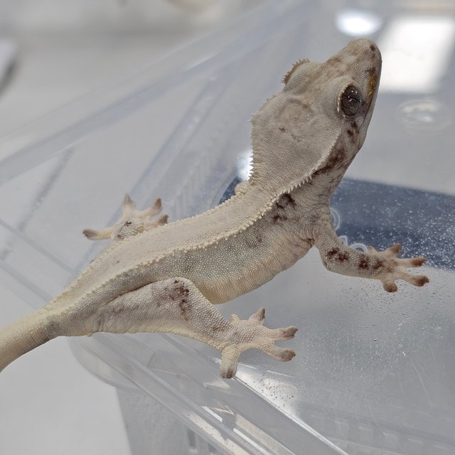 초초 릴리화이트