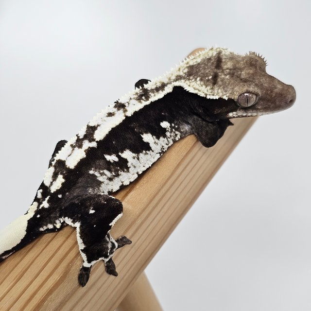 Axanthic