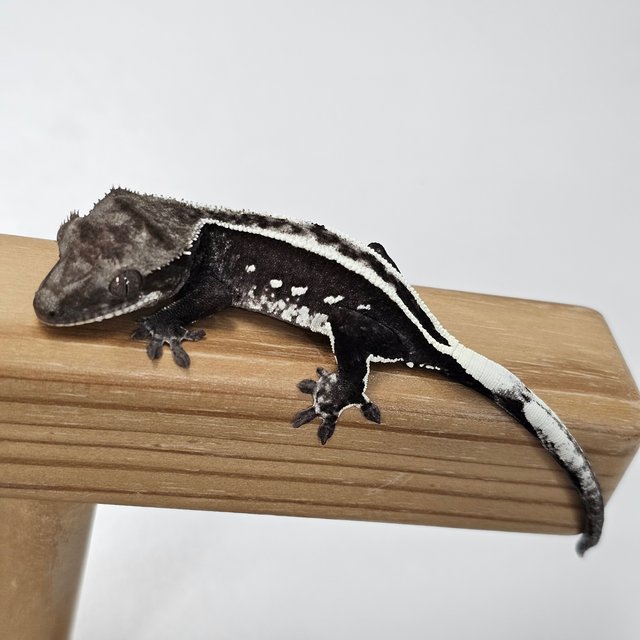 Axanthic
