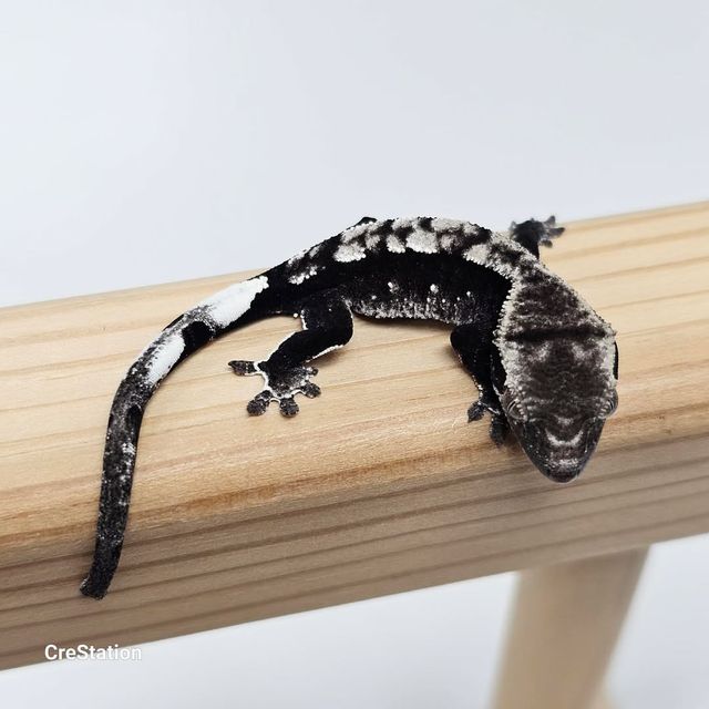 아잔틱