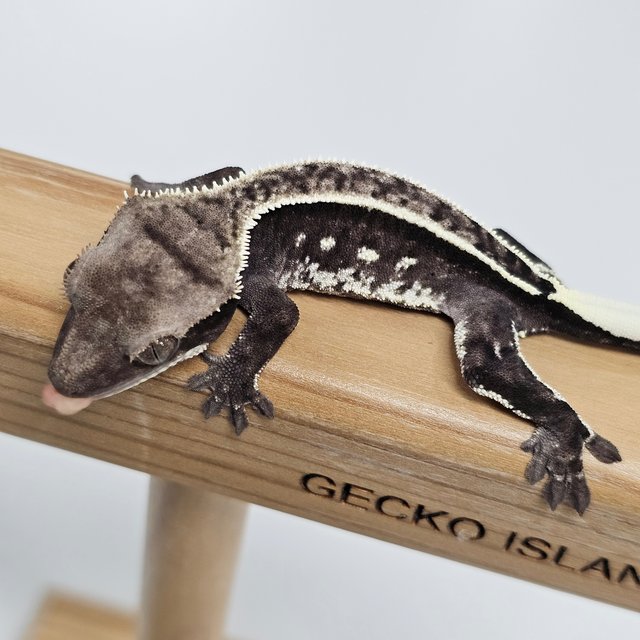 Axanthic