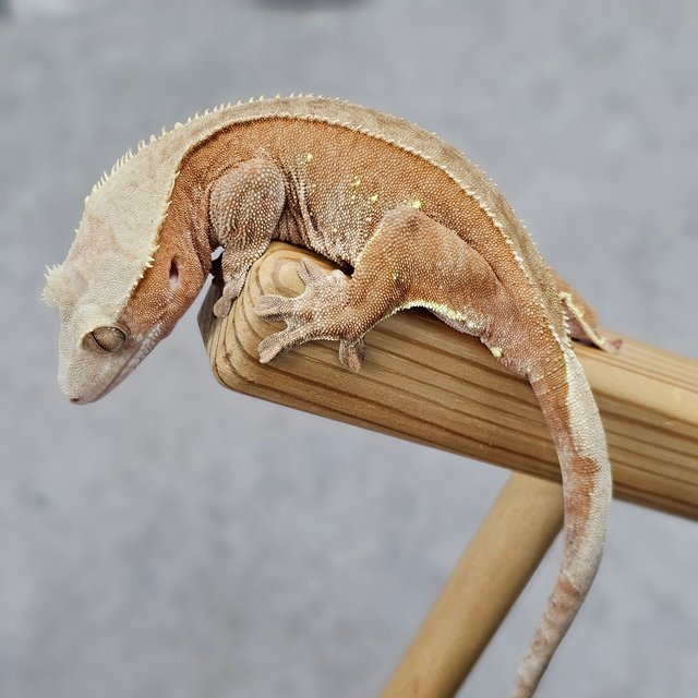 레드 바이 노멀 풀핀