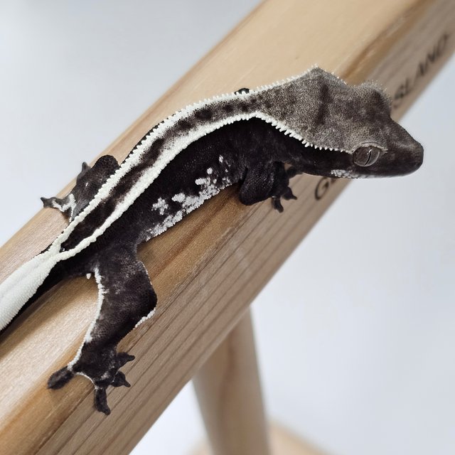 Full Pinstripe Super Stripe Empty Back Axanthic