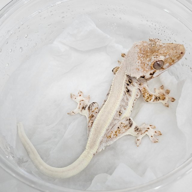 Lilly White