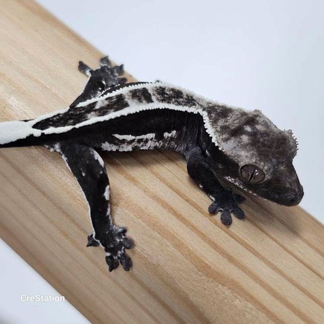 아잔틱