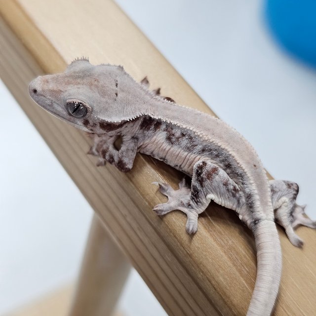 초초 릴리화이트