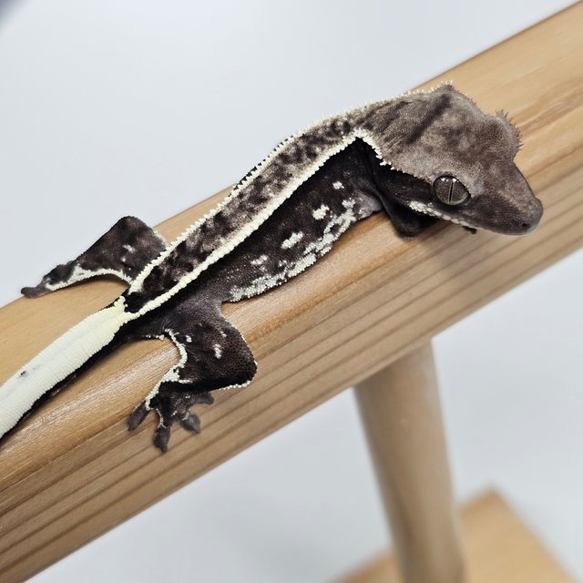 Axanthic