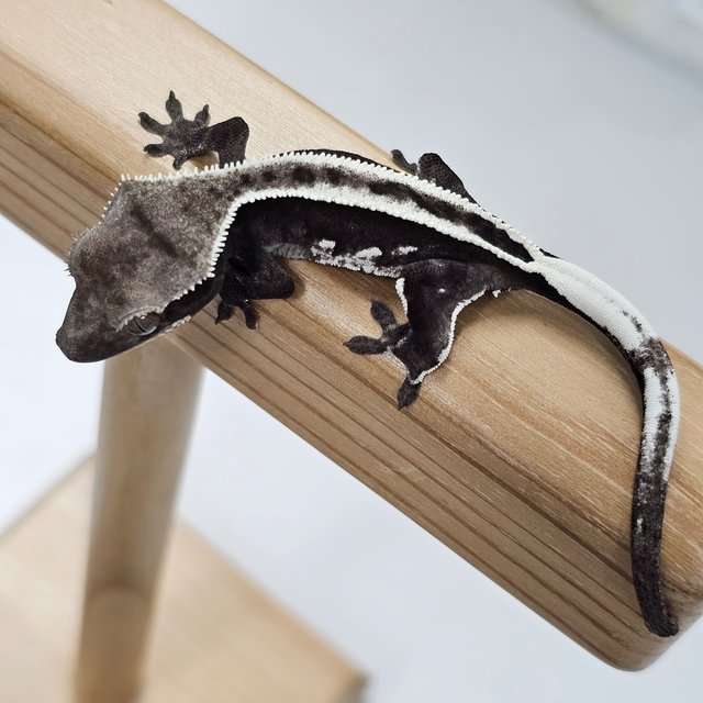 Full Pinstripe Super Stripe Empty Back Axanthic