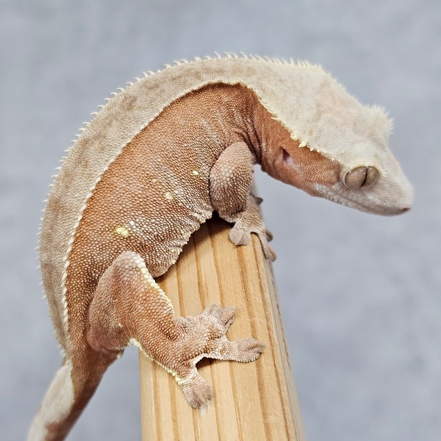 레드 바이 노멀 풀핀