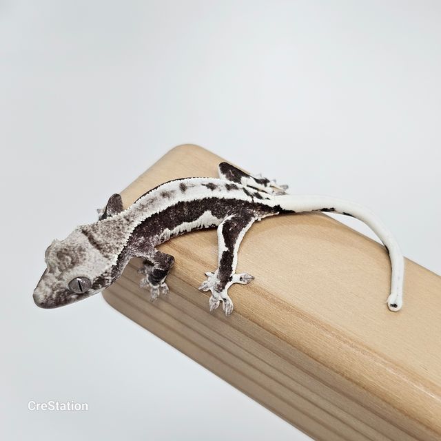 릴잔틱