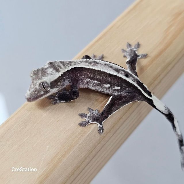 아잔틱
