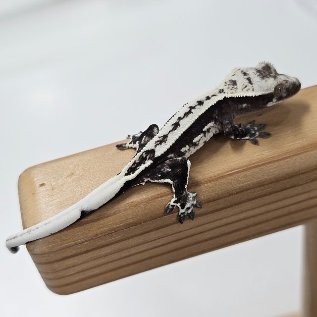 Axanthic