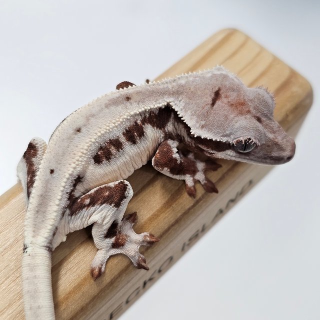 초초 릴리화이트