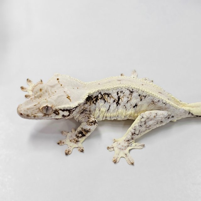 Lilly 100% Het Axanthic