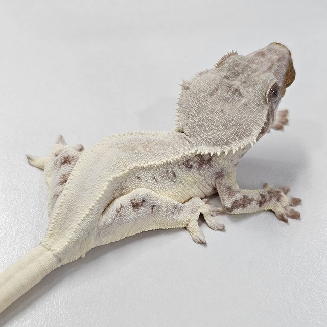 Lilly White Chocho