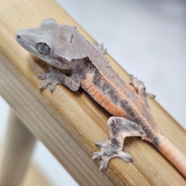 초초 릴리화이트