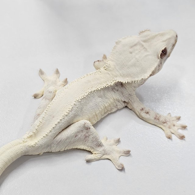 Chocho Solid Back Lilly White