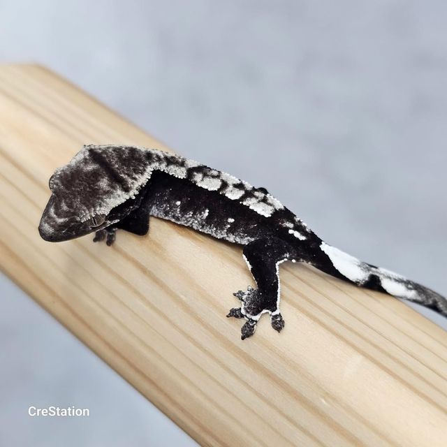 아잔틱