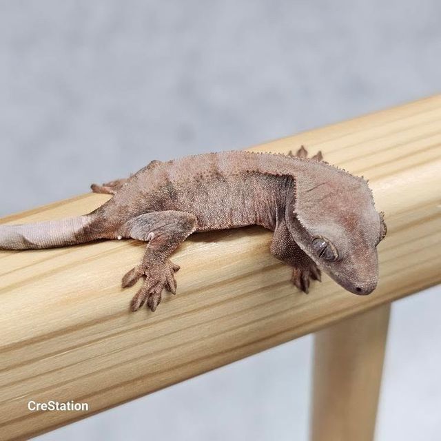 초초