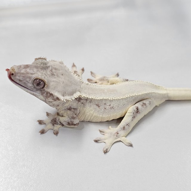 Lilly White Chocho