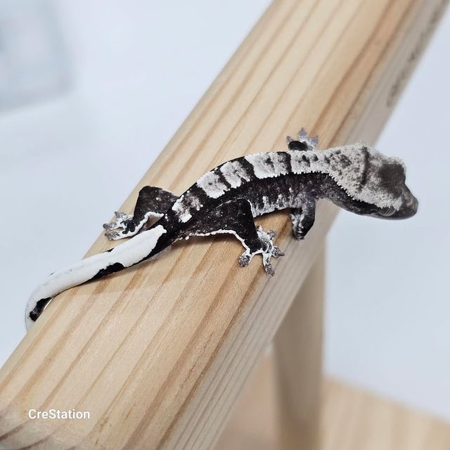 아잔틱