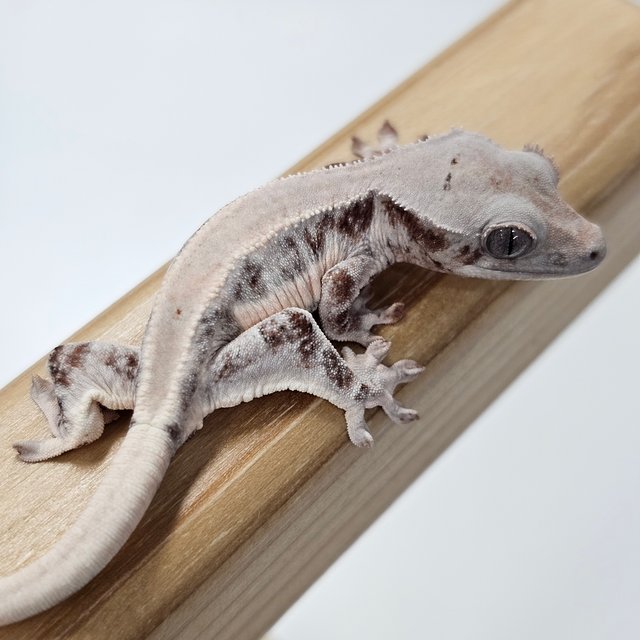 초초 릴리화이트