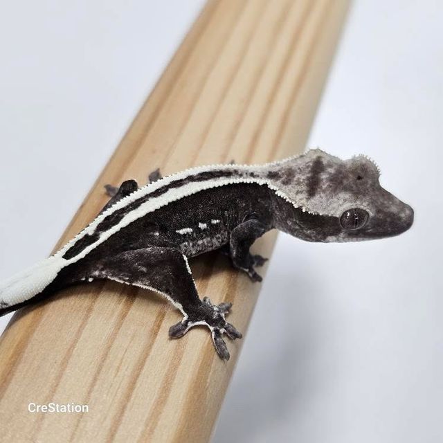 아잔틱