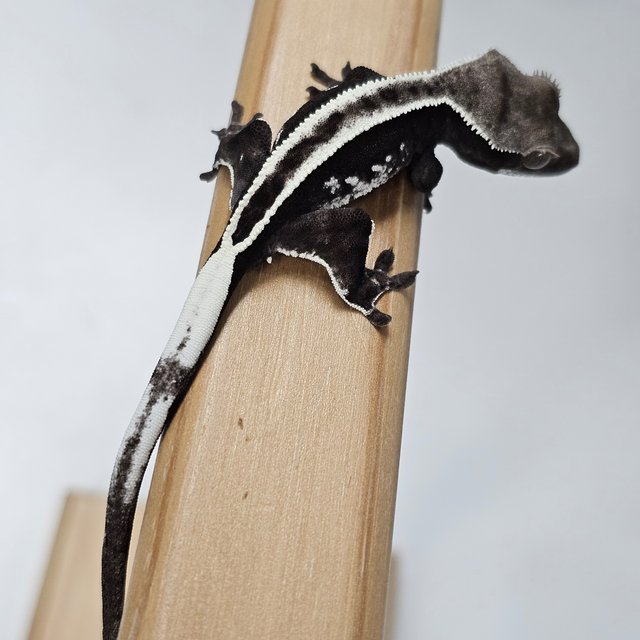 Full Pinstripe Super Stripe Empty Back Axanthic