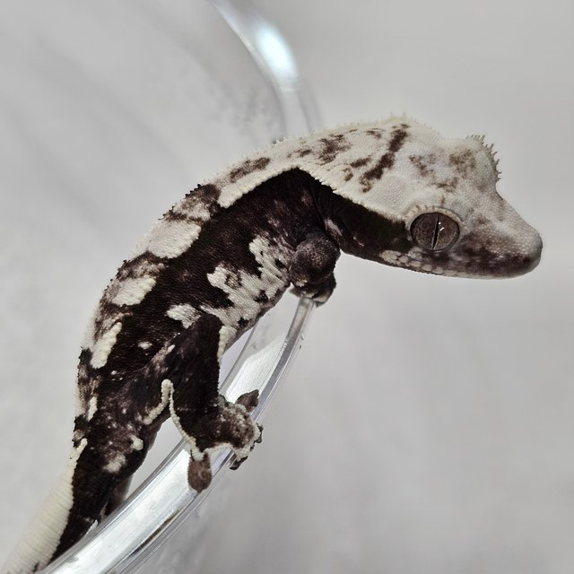 Axanthic