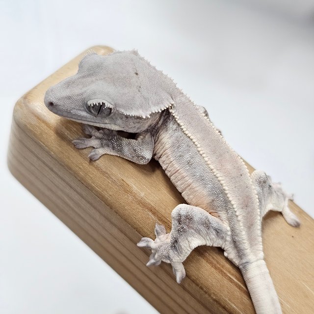 초초 릴리화이트