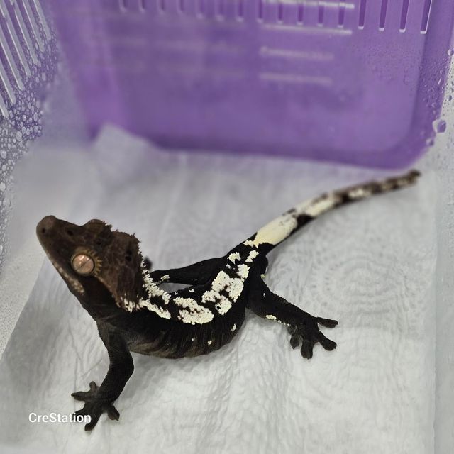 아잔틱