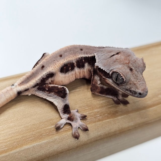 초초 릴리화이트