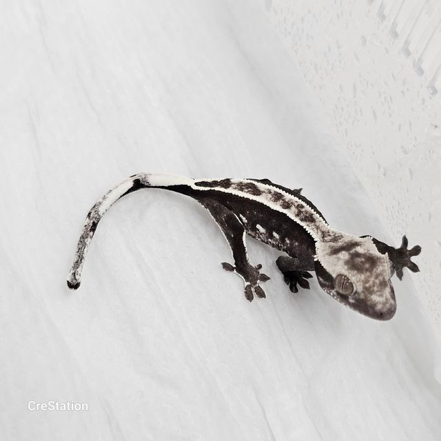 아잔틱