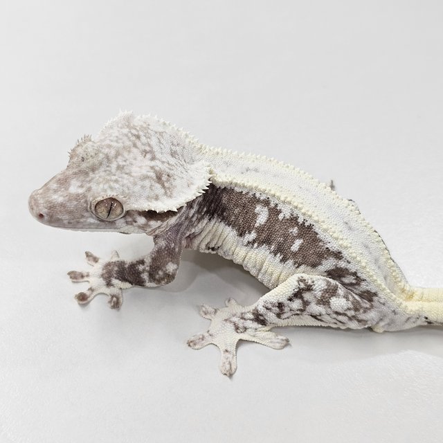 Lilly Axanthic