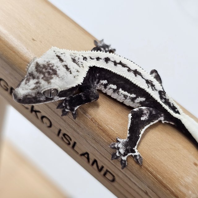 Axanthic