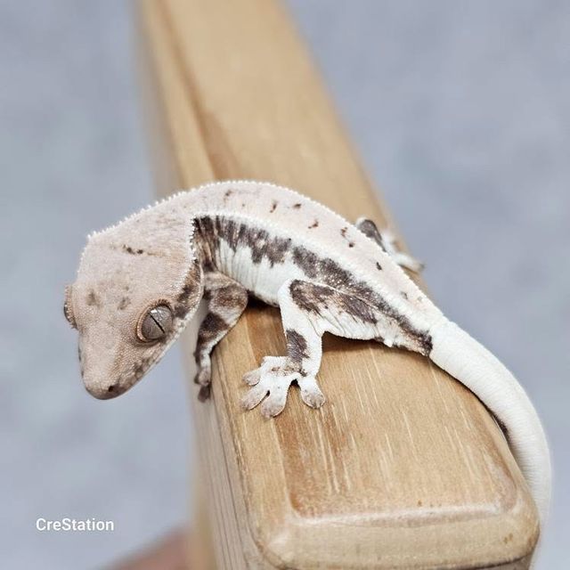 릴리 세이블 100%헷아잔틱