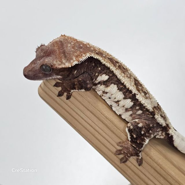 초초