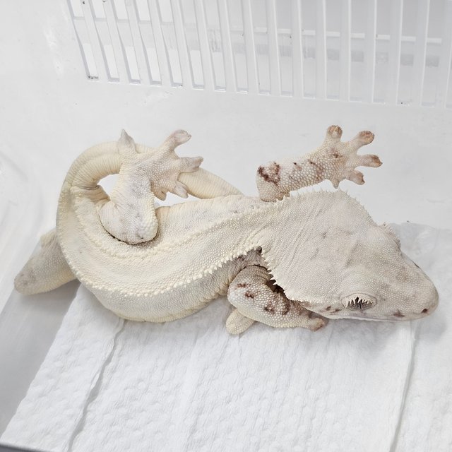 Lilly White Chocho